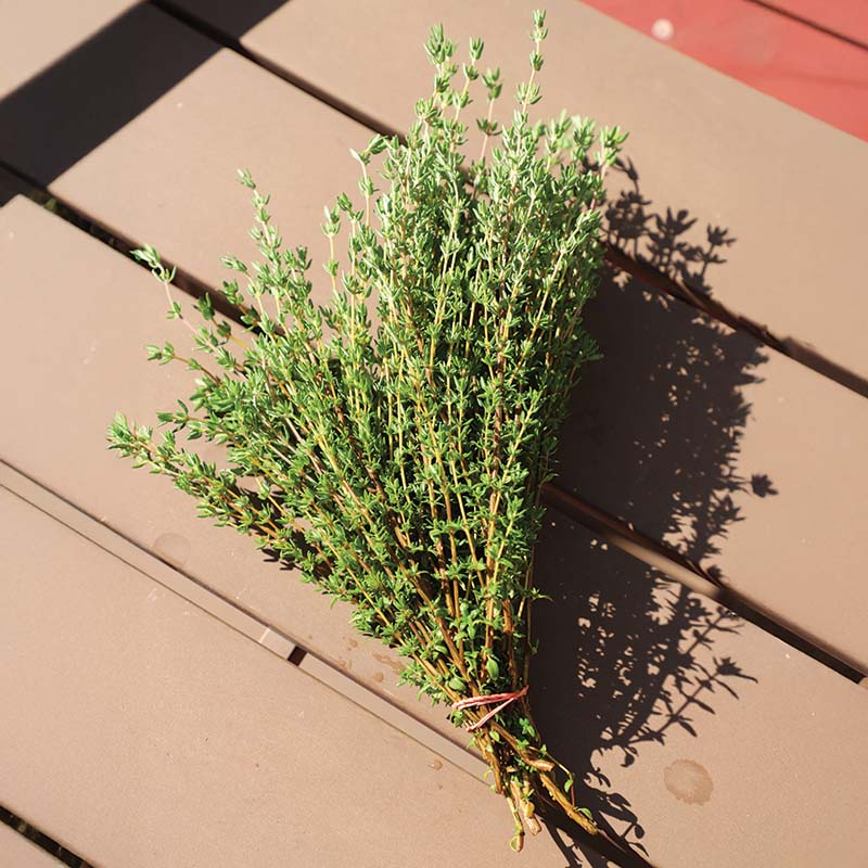 Thyme Ayelet Organic Seed