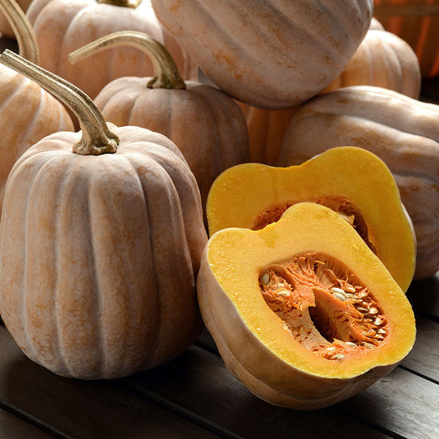 Squash Autumn Frost F1 Seed