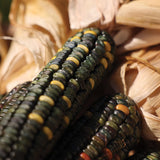 Ornamental Corn Oxacana Green Dent Seed