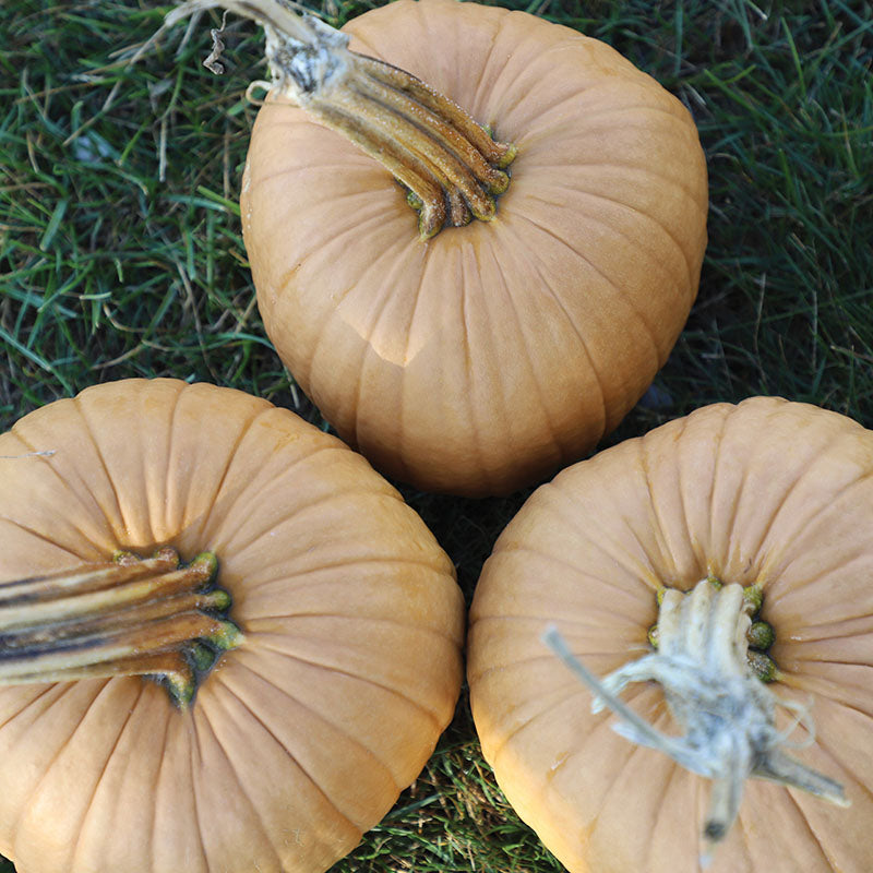 Pumpkin Hot Chocolate F1 Seed