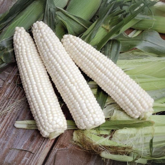 Sweet Corn Leadoff MXR F1 Seed