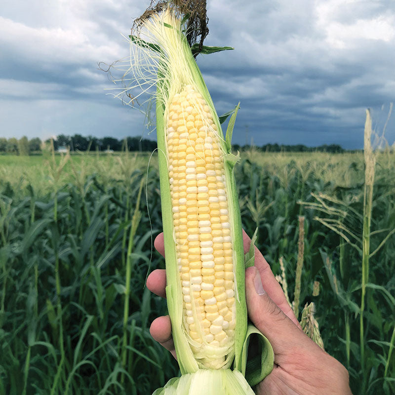 Sweet Corn Ignition F1 Seed