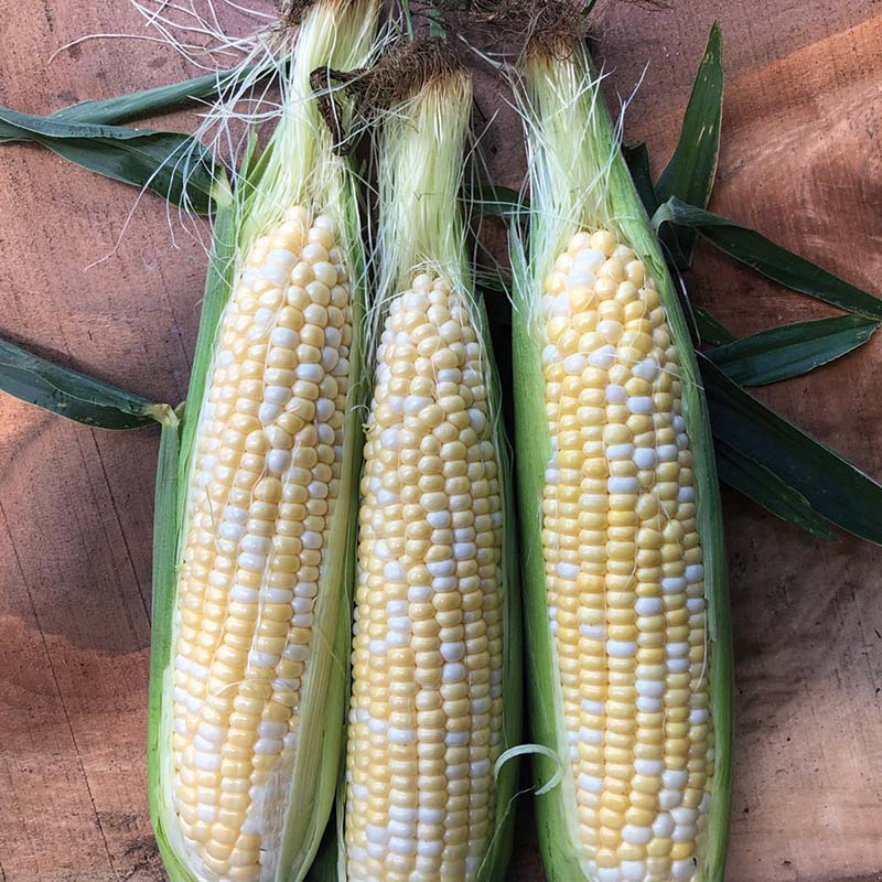 Sweet Corn Ignition F1 Seed