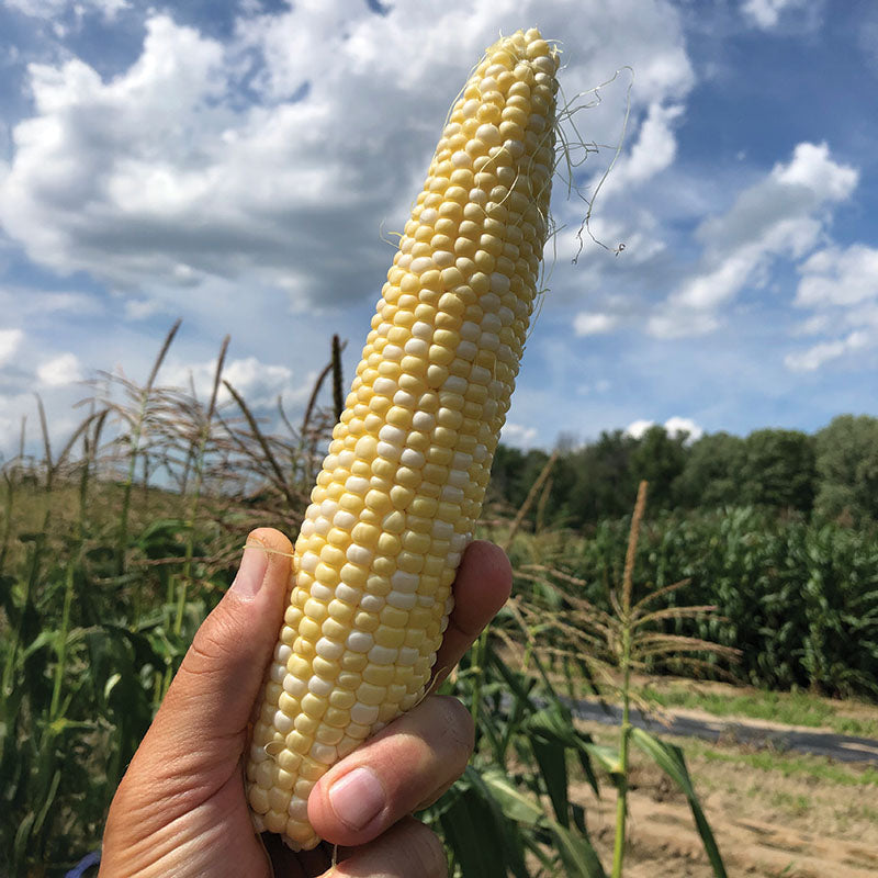 Sweet Corn Progression F1 Seed