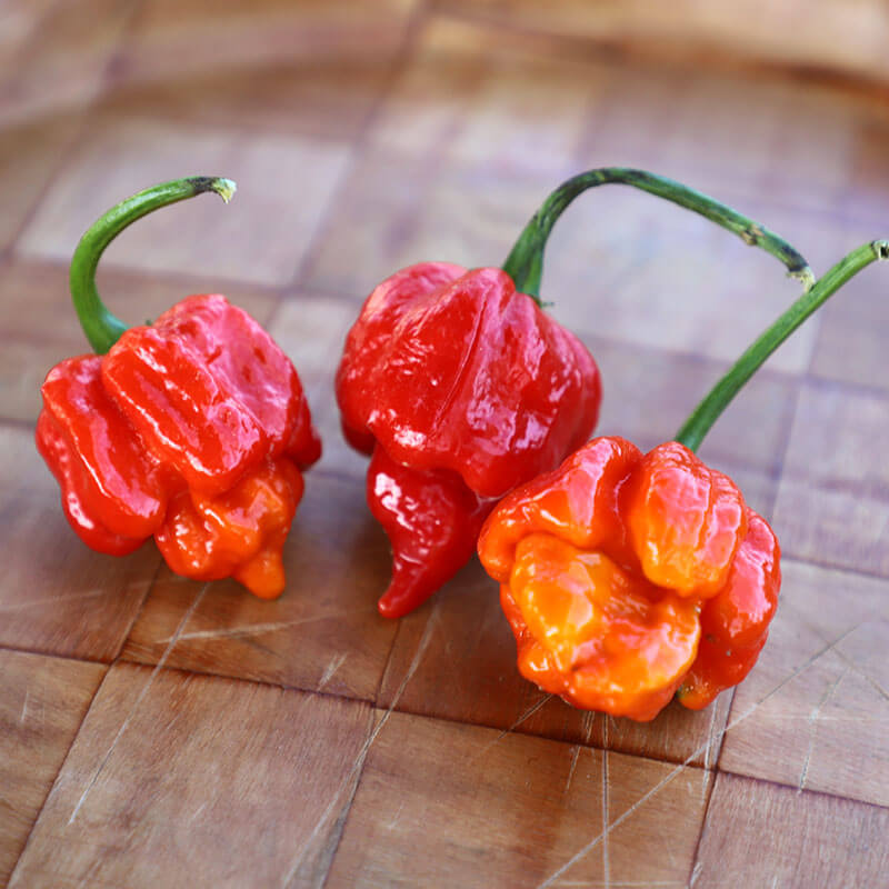 Trinidad Scorpion Pepper Seeds
