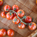 Tomato Sparky XSL F1 Seed