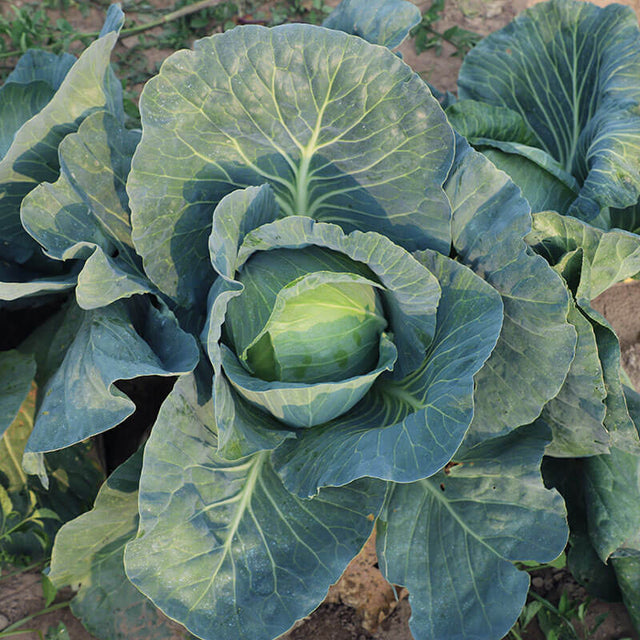Cabbage SuperStar F1 Seed