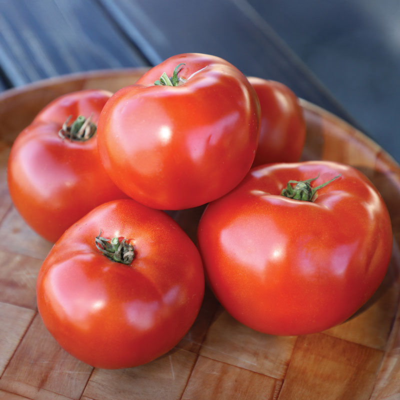 Tomato Roadster F1 Seed