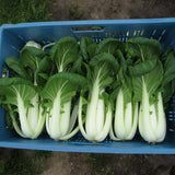 Pak Choi Bopak F1 Seed