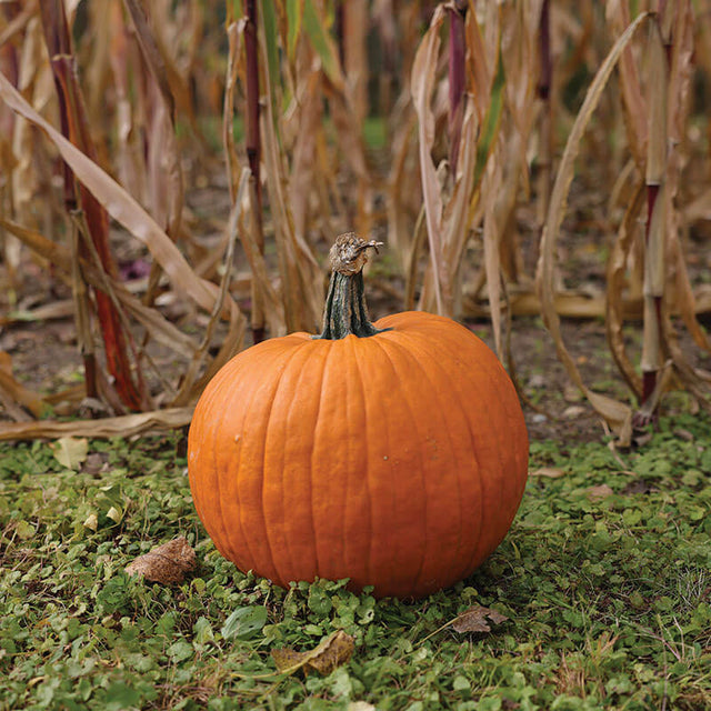 Pumpkin Spartacus F1 Seed