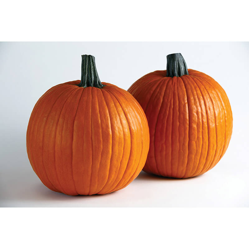 Pumpkin Spartacus F1 Seed