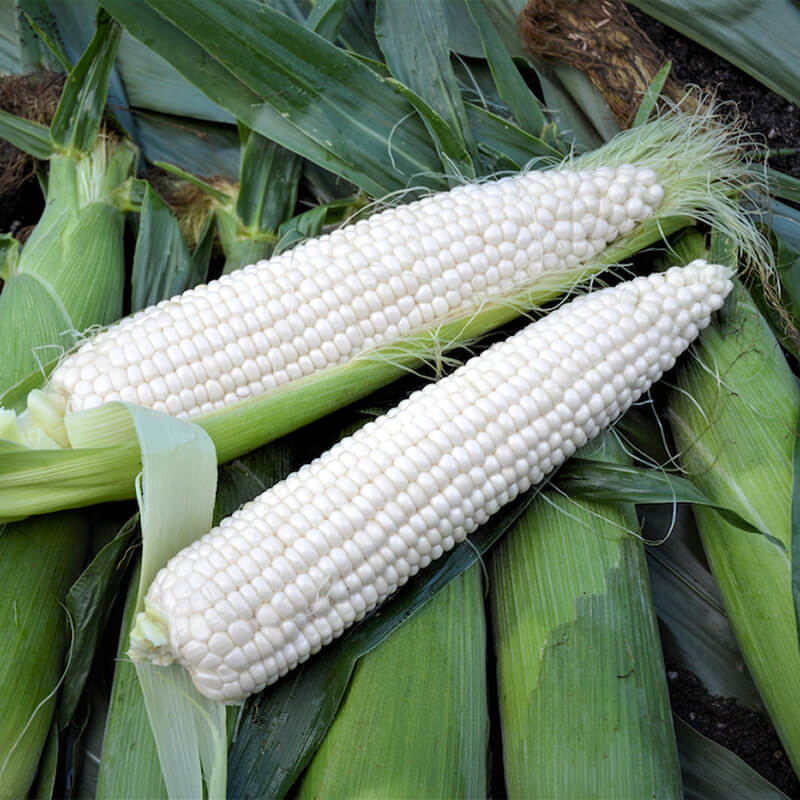Sweet Corn Platinum XR F1 Seed