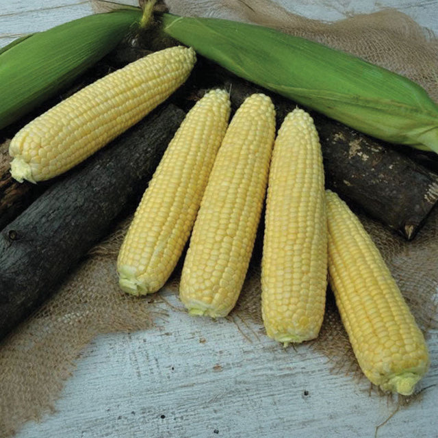 Sweet Corn Icon XR F1 Seed