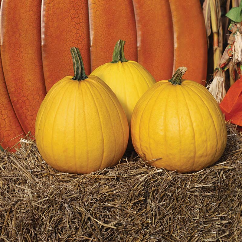 Pumpkin Lemonade F1 Seed