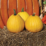Pumpkin Lemonade F1 Seed