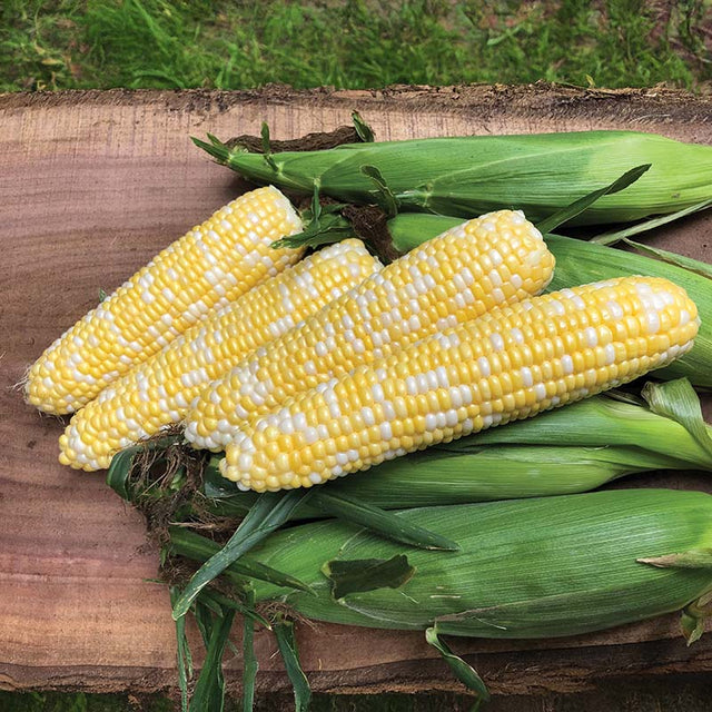 Sweet Corn Octane F1 Seed