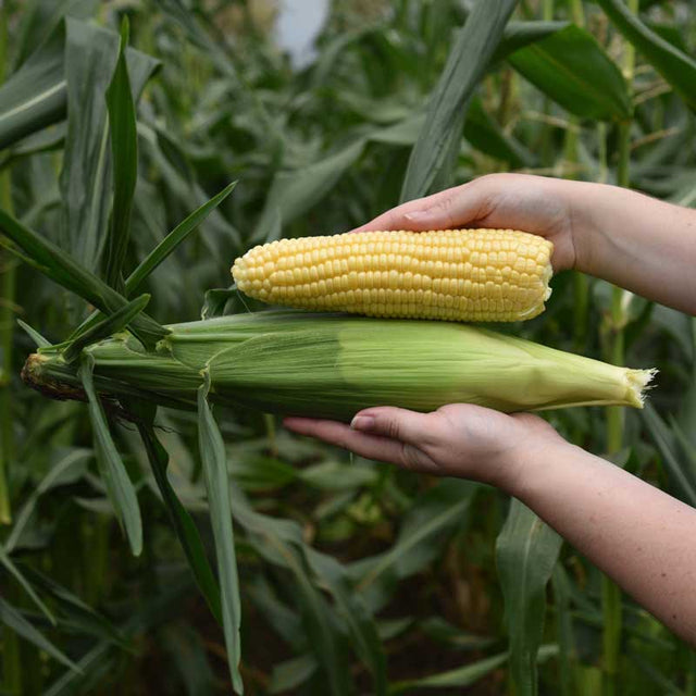 Sweet Corn Summer Celebration F1 Seed