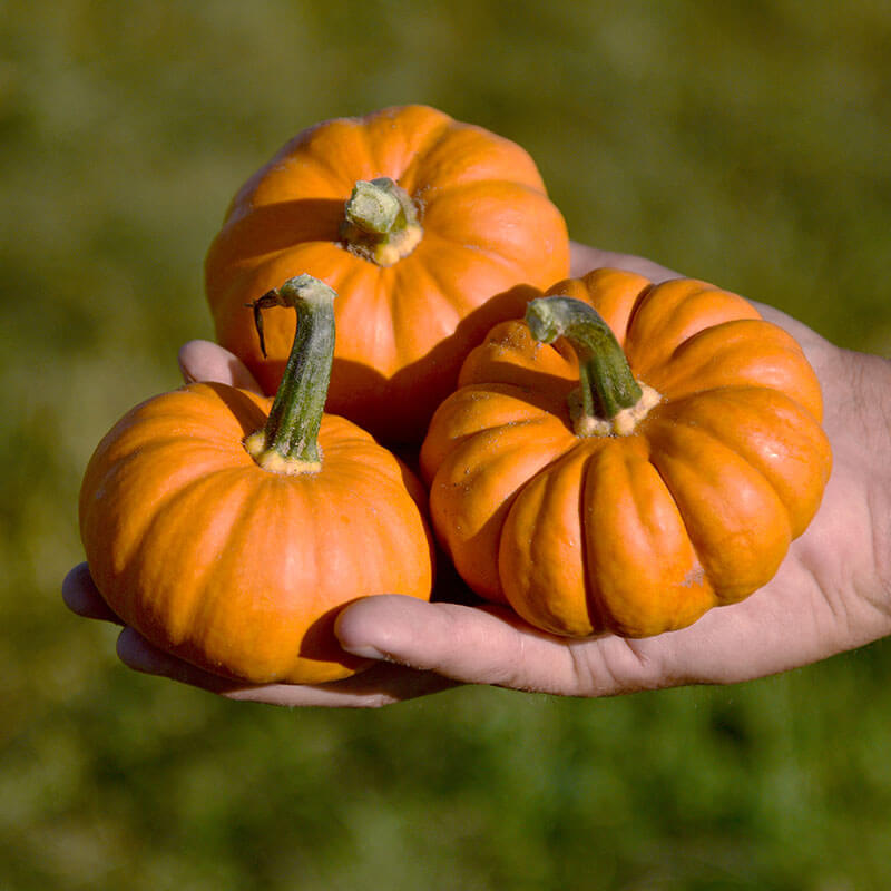 Pumpkin Pixie F1 Seed