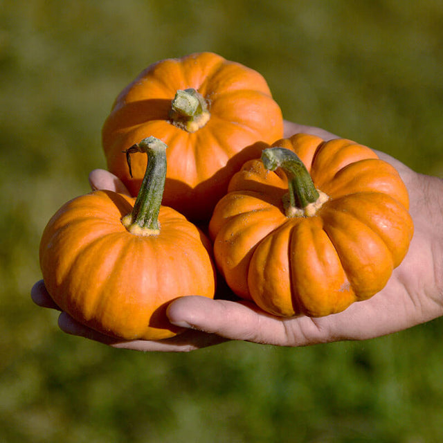 Pumpkin Pixie F1 Seed