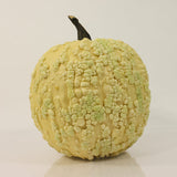 Pumpkin Popcorn F1 Seed