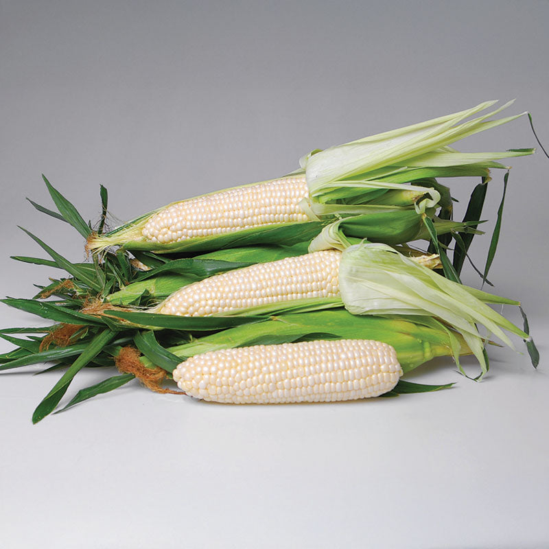 Sweet Corn Eden RMN F1 Seed