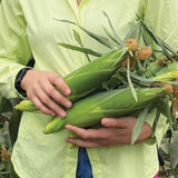 Sweet Corn Eden RMN F1 Seed