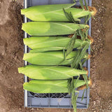 Sweet Corn Eden RMN F1 Seed
