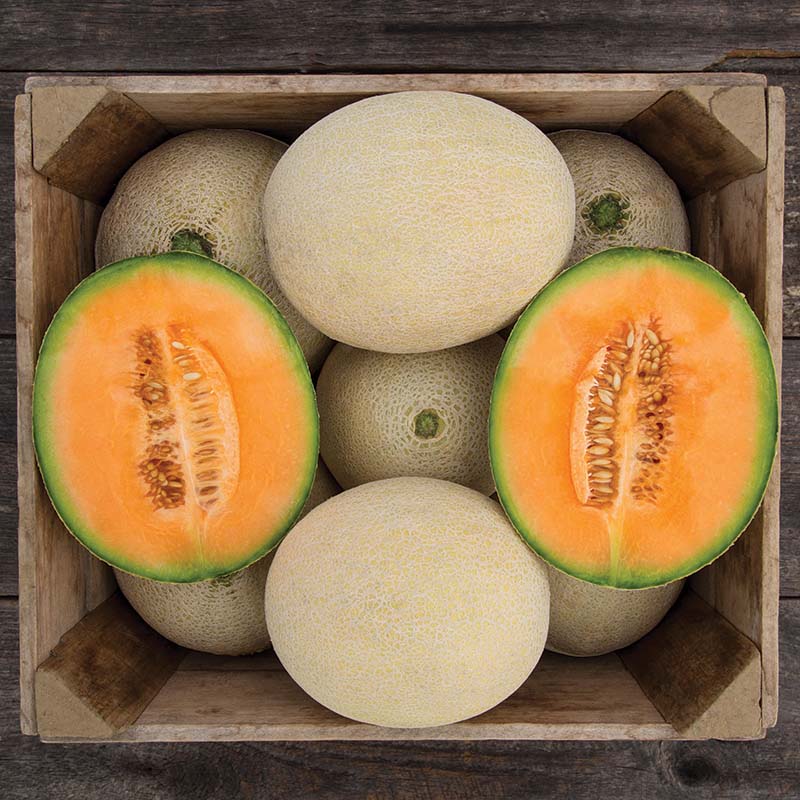 Melon True Love F1 Organic Seed