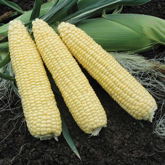 Sweet Corn Takeoff MXR F1 Seed
