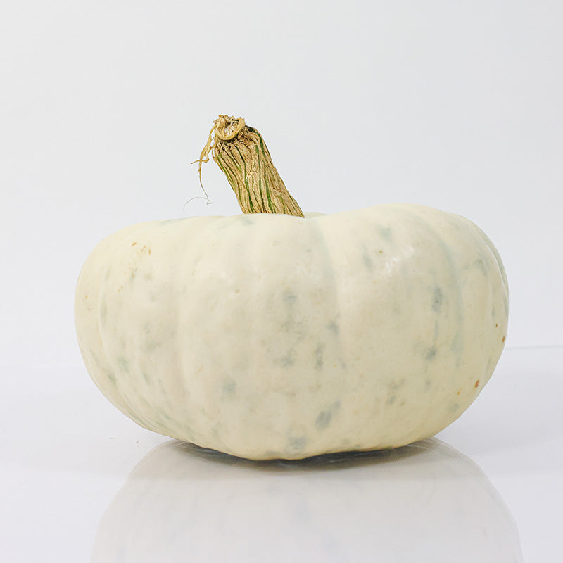 Pumpkin Moonstacker F1 Seed
