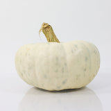 Pumpkin Moonstacker F1 Seed