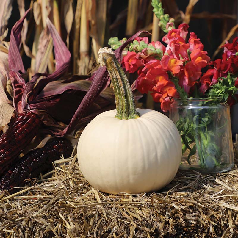 Pumpkin Icicle F1 Seed