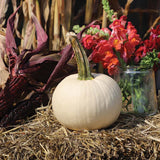 Pumpkin Icicle F1 Seed