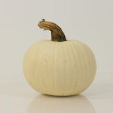 Pumpkin Icicle F1 Seed