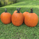Pumpkin Justify F1 Seed