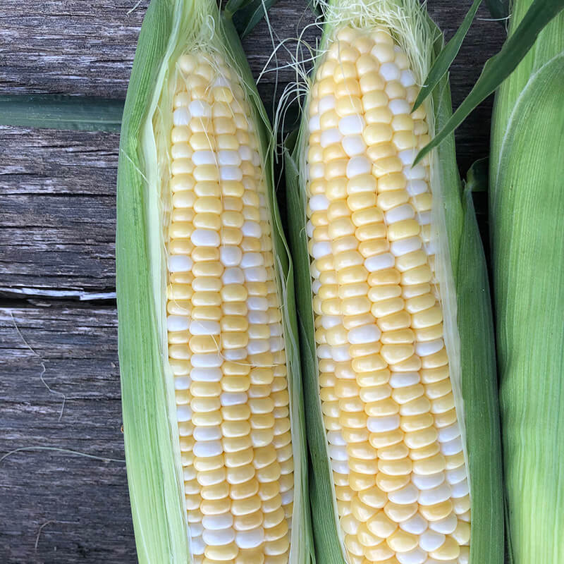 Sweet Corn Evolution F1 Seed