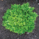 Lettuce Ezpark MTO Organic Seed