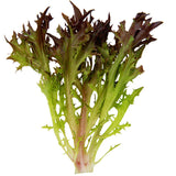 Lettuce Rhone MTO Organic Seed