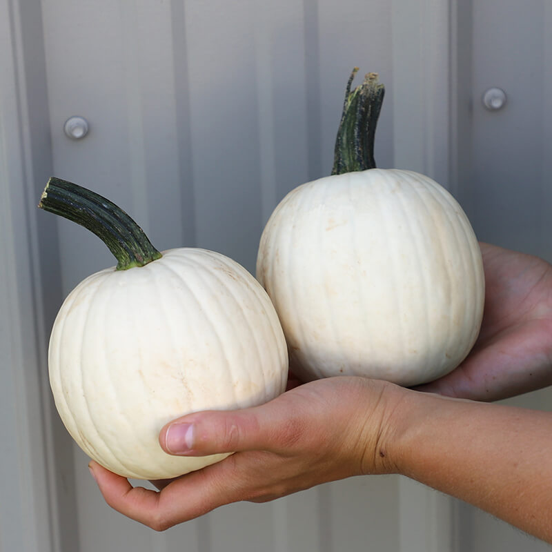 Pumpkin Snowdrop F1 Seed