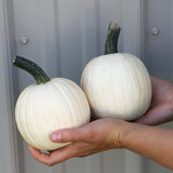 Pumpkin Snowdrop F1 Seed
