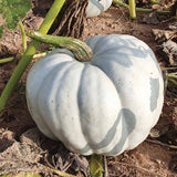Pumpkin Blue Ice F1 Seed