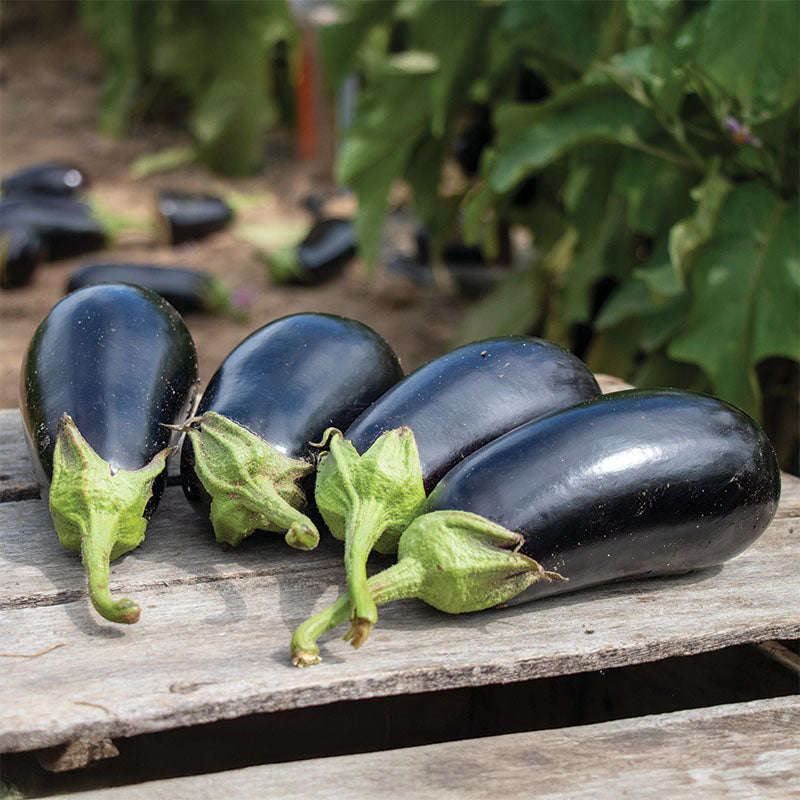 Eggplant Gaudi F1 Seed
