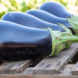 Eggplant Gaudi F1 Seed
