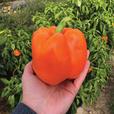 Pepper Delirio F1 Seed