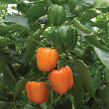 Pepper Delirio F1 Seed