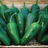 Pepper Megatron F1 Seed
