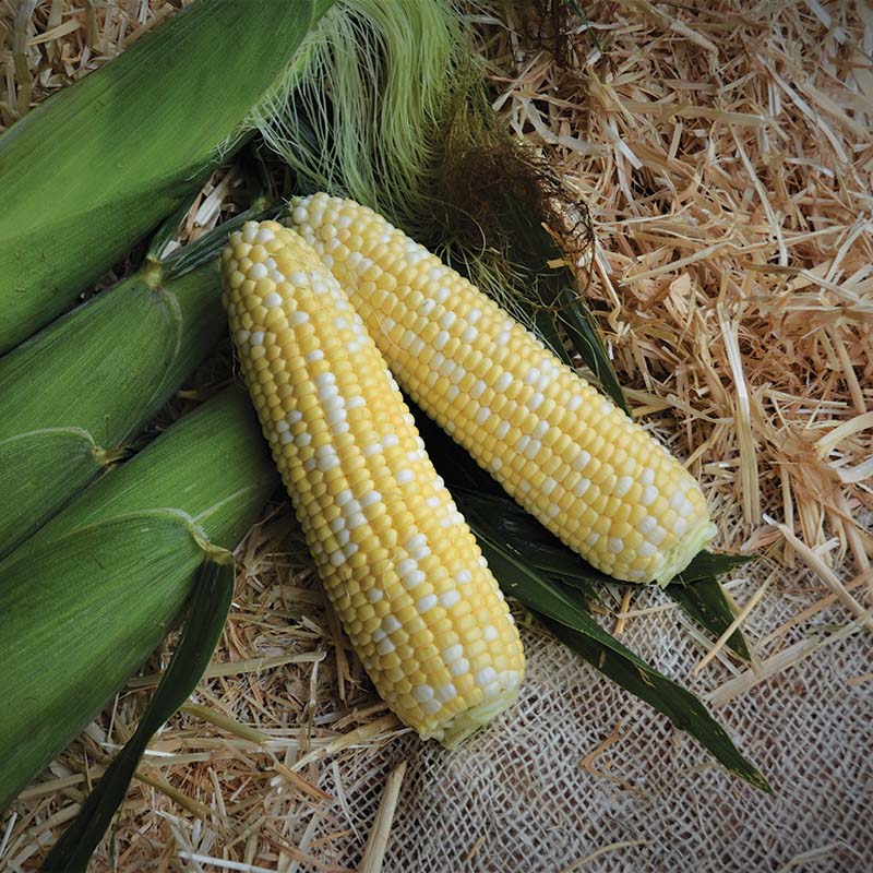 Sweet Corn Stamina MXR F1 Seed