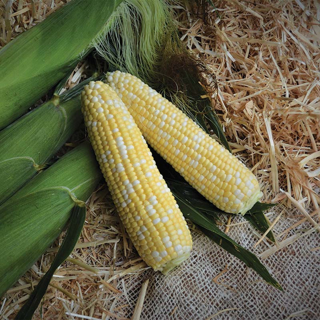 Sweet Corn Stamina MXR F1 Seed