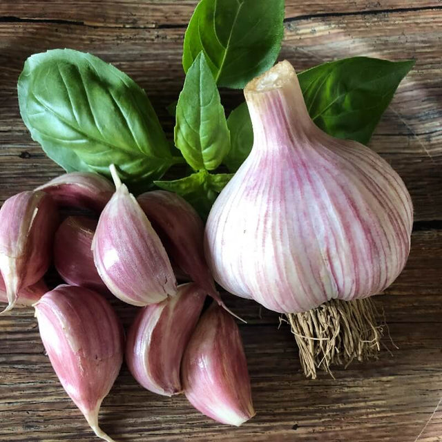 Garlic Spanish Roja Hardneck