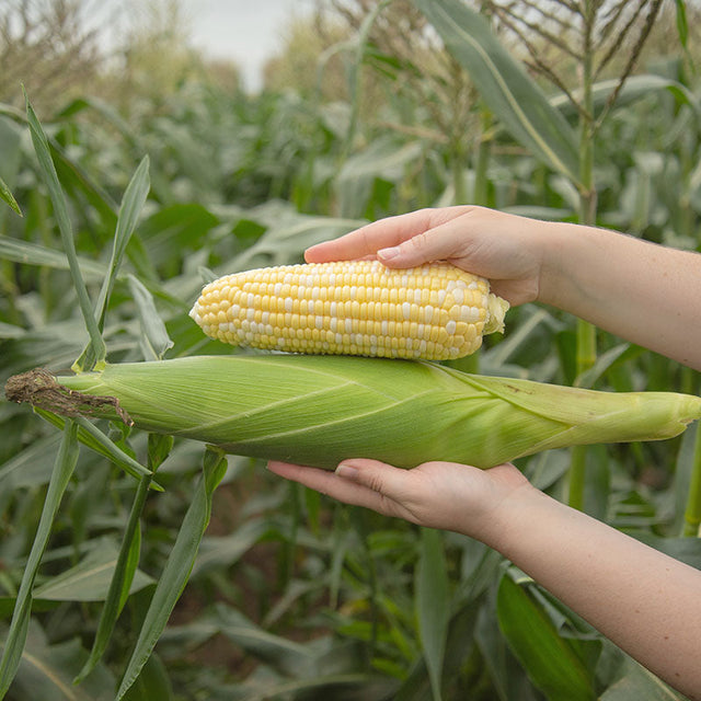 Sweet Corn Spritz F1 Seed
